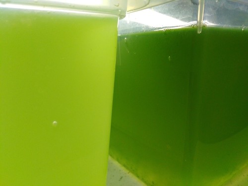Chlorella vulgaris