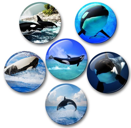 Orca schwertwal killerwal 6 - killerwal,