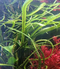 Ableger Cryptocoryne Balansae (Genoppter Wasserkelch) - Aquarium Pflanze 40cm