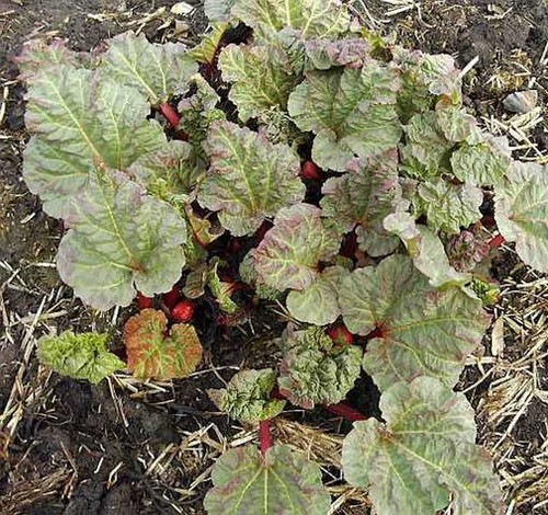 Rhabarber holsteiner blut - holsteiner,