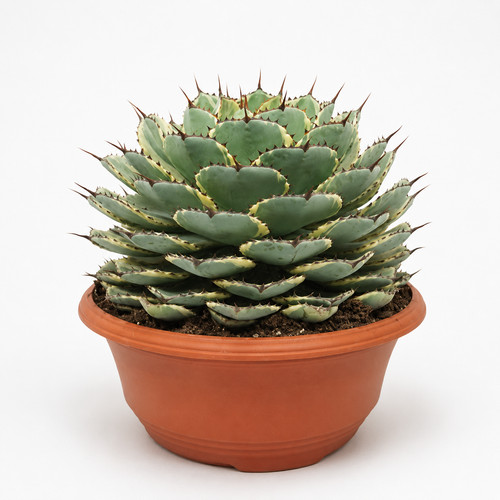 Agave potatorum variegata - ,