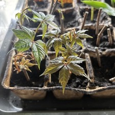 Wilder Wein   3 Pflanzen 