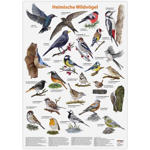 Dobar vogel poster - vogel-poster, heimische