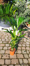 Howea forsteriana 100–120cm Kentia-Palme pflegeleicht elegante Zimmerpflanze
