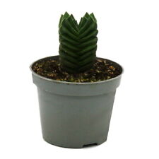 Exotenherz - Sukkulente - Crassula Buddhas Tempel - Mini-Dickblatt - 6cm Topf