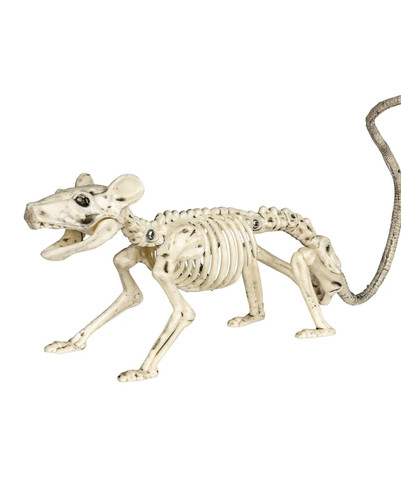 Skelett ratte als halloween - ratte,
