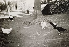Annaberg Buchholz Hühner im Hühnerhof Huhn Hahn Wiese Baum Bauernhof Foto