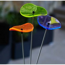 Cazador del Sol Sonnenstrauß