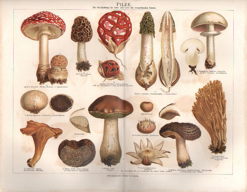 Pilze chromolithographie aus - chromolithographie,