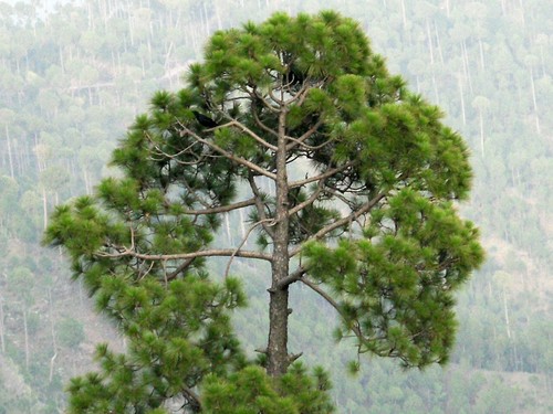 Samen nadelbaum bonsai - samen,