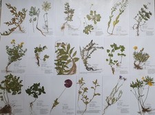 Herbarium 30 Pflanzen mit
