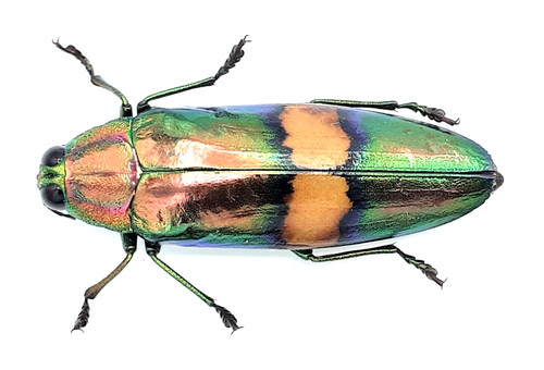 Buprestidae chrysochroa - buprestidae,,