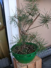 Bonsai Kiefer , Winterhart.