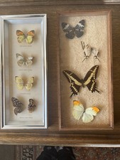 Kleine Schmetterlingssammlung -------------bitte ansehen --------------2