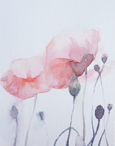 Aquarelle malerei mohnblumen - aquarelle,