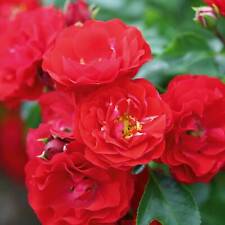 Bodendeckerrosen viele Farben/Lieferformen winterhart pflegeleicht