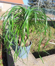 Elefantenfuß Beaucarnea