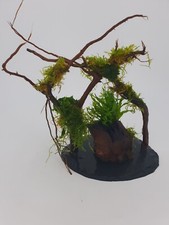 Aquariumwurzel (Schieferwald)