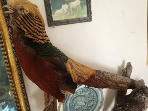 Tierpräparat vogelpräparat - tierpräparat, |