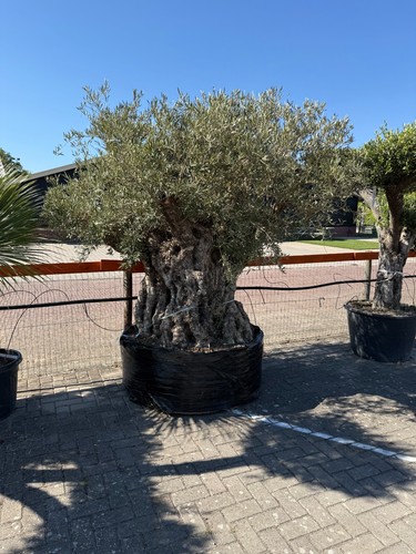 Olivenbaum 250 jahre - ca.,