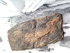 Messel Fossil Knochenhecht Atractosteus strausi Schuppenpanzer L ca. 23,5 cm