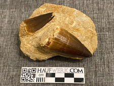 Mosasauruszähne in Matrix