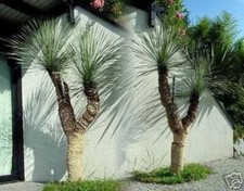 Yucca Rostrata schnellwüchsig Pflanzen immergrün Palmen für den Blumentopf Samen
