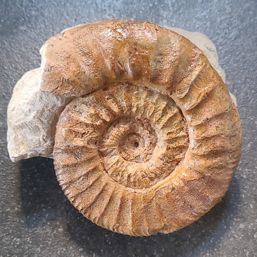 Fossiler ammonit - fossiler,