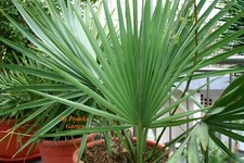 Sabal minor, Zwergpalmetto, robuste winterharte Palme, Kübelpflanze, 10 Samen