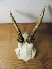 Schönes Rehgeweih Gehörn