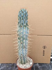 Browningia hertlingiana Groß, kakteen sukkulenten kaktus