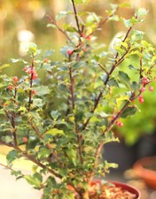 Stechpalme ilex meserveae - ilex, blue