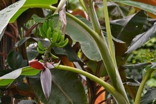 2 x winterharte Gebirgsbananen - Palmen exotische Pflanzen im für den Garten