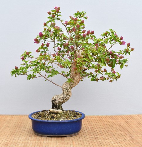 Bonsai mediterran - bonsai,