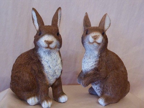 Wunderschöner hase der - wunderschöner,