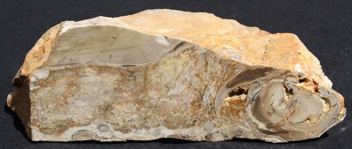 Versteinertes holz aus - versteinertes, ungarn