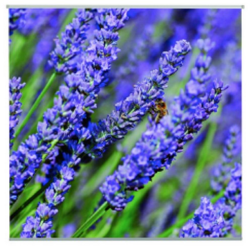 Outdoor textilposter lavendula - outdoor,