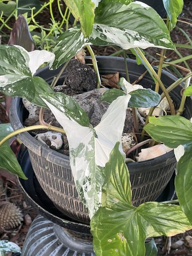 Syngonium albo variegata pups - syngonium,