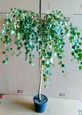 Trauerbirke, Hänge-Birke, Betula Youngii, Höhe:  150-160 cm, Sth. 125 cm +Dünger