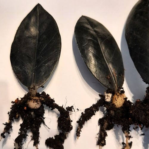 Zamioculcas raven steckling - zamioculcas,