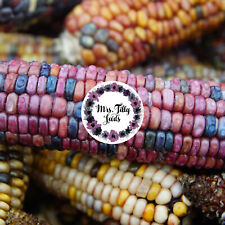 Regenbogen MAIS ICE LADY 15 Samen historische  lila Sorte samenfest Polenta