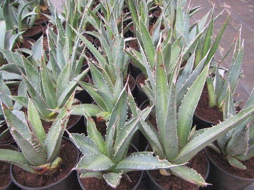 Agave univittata gestreifte - agave,