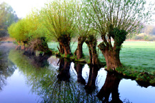 Kopfweide, Silberweide,Weide, ca. 50 cm kräftig bewurzelte Jungpflanze im Topf