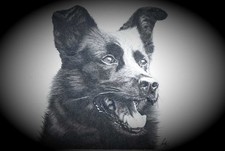 Postkarte sw schäferhund - sw,
