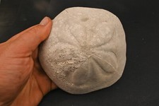 Fossiler Bär Clypeaster Altus