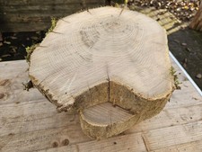 DEKO Baumscheibe AKAZIE Natur