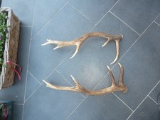 Abwurfstangen Rothirsch Geweih