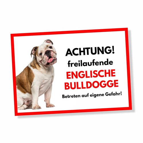 Englische bulldogge - englische,