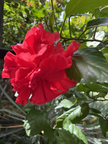 Hibiskus rosa sinensis
