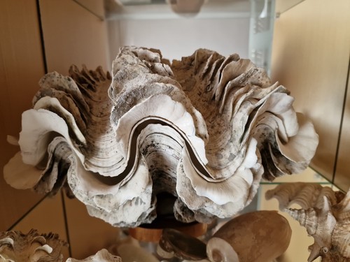 Mördermuschel tridacna gigas - mördermuschel,